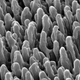 Image for article titled Scientists Accidentally Discover Incredible Bacteria-Killing Surface